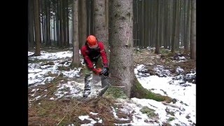 Felling trees infested by bark beetles chainsaw Husqvarna 562 XP [upl. by Alie557]