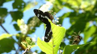 White Admiral Butterfly Visits Japanese Sweet Shrub Flowers for Nectar [upl. by Aicirtak]