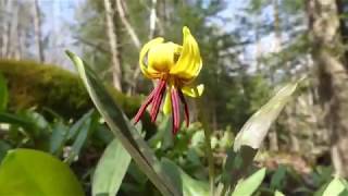 Trout Lily Identification [upl. by Airehtfele]