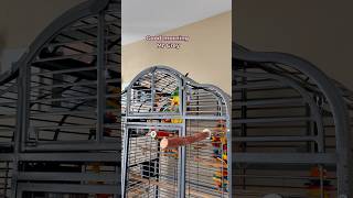 Someone woke up on the wrong side of the cage 😅 funnyparrot bird talkingparrot [upl. by Giguere]