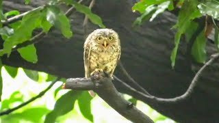 Owl Screech  Owl Scream  A Spotted Owlet Screeching Calls  Owl Scary [upl. by Armilla]