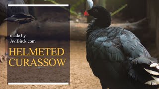 Helmeted Curassow  Northern Helmeted Curassow Pauxi Pauxi [upl. by Burbank]