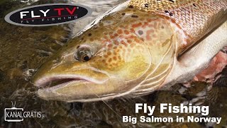 FLY TV  Fly Fishing Big Salmon in Norway German Subtitles [upl. by Htirehc397]