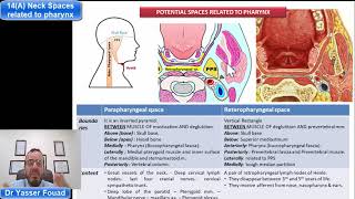 14 Neck spaces related to pharynx Part A [upl. by Hazel]