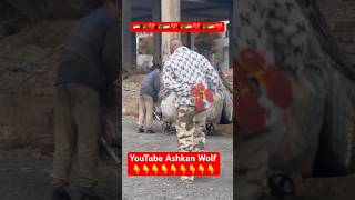 پسر مهربان افغانستانی در ایران youtube love afghan youtubeshorts shorts iran afg afghan [upl. by Mariquilla991]