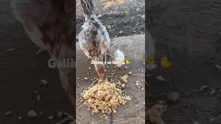 Gallina con su pollito chicken baby gallinas foryou [upl. by Noraa33]