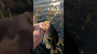 Flippin cane college collegefishing fishing basstournament bassfishing collegebass [upl. by Lebazi]