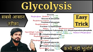 Glycolysis Cycle Easy Trick  Glycolysis Pathway  Carbohydrate Metabolism in Hindi  Biochemistry [upl. by Anait117]