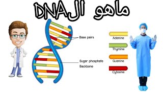 بيولوجيا الخلية  هيكل وتنظيم الحمض النووي 🧬  Biology  DNA Structure amp Organization [upl. by Nnylyak]