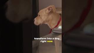 Cesar Millan PROVES Anxious Dogs Can Change dogwhisperer dog cesarmillan [upl. by Howes]