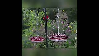 Keilini Sweety Hummingbird Feeder [upl. by Nylrebmik]