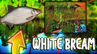 WHITE BREAM ULTRA SPOT  MOSQUITO LAKE  Russian Fishing 4 [upl. by Charpentier]