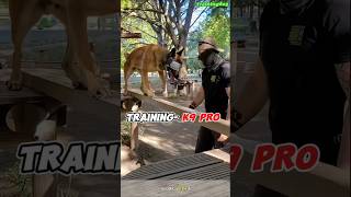 Pro Dogtraining 🔥k9 k9dog tactical DogTraining dogoftiktok k9dog dogtraining [upl. by Cook]