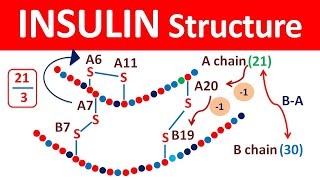 Insulin structure and release in easy way [upl. by Terrag]