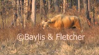 Banteng bull Cambodia 20120212165813mp4 [upl. by Rosio]