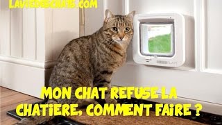 Mon chat 🐱 refuse la chatière comment faire [upl. by Obie]