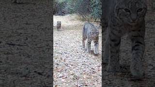 Wild Bobcat Family [upl. by Ellenohs471]