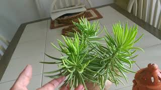 Succulent bush senecioSenecio BarbertonicusBeautiful evergreen shrub Grow n care tips🏜️🌵🏜️🌵 [upl. by Avlem]