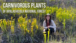 Carnivorous Plants of Apalachicola National Forest [upl. by Silber]