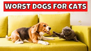 Top 10 Worst Dog Breeds for Cats [upl. by Ahsetel]