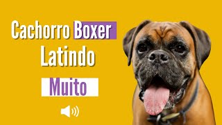 Cachorro Latindo  Boxer latindo Bravo [upl. by Ylrebmek]