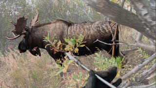 Moose Turns On Spear Hunter [upl. by Gilbertine]