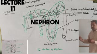 NephronFunctional unit of kidney anatomy  lecture 11class 10 thBiology [upl. by Kcirtapnaes]