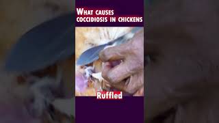 What causes coccidiosis in chickens 🤕😯 coccidiosis hens [upl. by Ailongam]