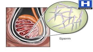 How Sperm Travels through Male Reproductive System Animation  Sperm Release Pathway Video [upl. by Havot]