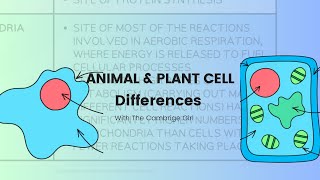 The Differences between Animal cell and Plant cell Stage 7 Lower secondary [upl. by Phyllida81]