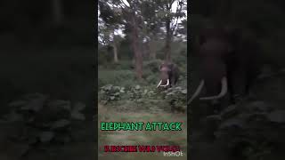 sathyamangalam forest elephant attack shortsfeed elephantattack [upl. by Adnirual]