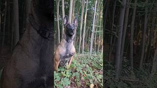 Carpathian mountains Maramureș area belgianmalinois doglover [upl. by Ramos356]