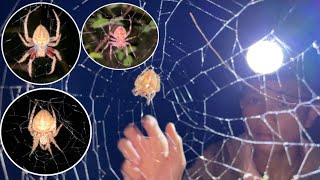 DAMING GAGAMBA BUMUNGAD SAMIN SA PAG SPIDER HUNT😱 [upl. by Eirolav]