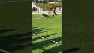 Sieger show Germany 2023 German shepherd [upl. by Upali]