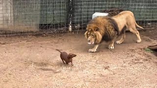 Lion missed his dachshund friend so much he stopped eating  then something amazing happened [upl. by Atlante897]