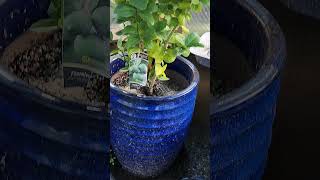 Growing thornless key lime in Virginia gardeningwithcoffee citrus selfsufficiency lime garden [upl. by Colvert]