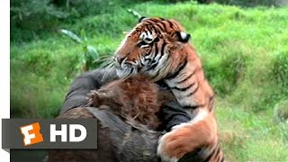 The Island of Dr Moreau 512 Movie CLIP  Tiger vs Tigerman 1977 HD [upl. by Narej]