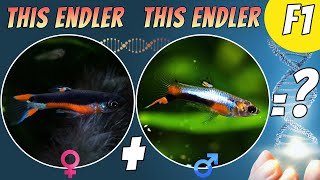 What happens when you cross breed a Santa Maria Endler with a Blue Sar Endler [upl. by Freyah]