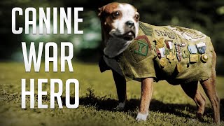 The Amazing Story Of Sgt Stubby  The Most Decorated War Dog of WWl [upl. by Menashem143]