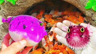 WowCatching Strange Fish In Giant Surprise Colorful koi Kim Kim Fish Three Tailed Fish Catfish807 [upl. by Ociredef]