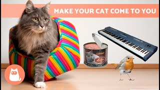 SOUNDS to ATTRACT CATS 📣🐈 Noises That Make Your Cat Run to You [upl. by Chariot]