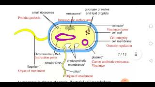 Introduction to Bacteria [upl. by Yzus]