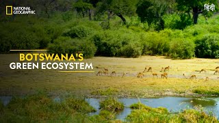 Botswanas Green Ecosystem  Africas Deadliest  Full Episode  S07E01  हिंदी  NatGeoIndia [upl. by Mosenthal]