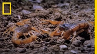 Cannibal Scorpions vs Shrew  National Geographic [upl. by Ahlgren]