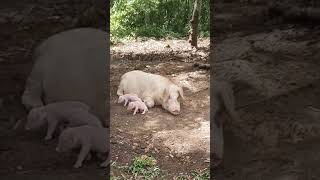 Massive Hog amp her new Born Baby Piglet [upl. by Anahcar]