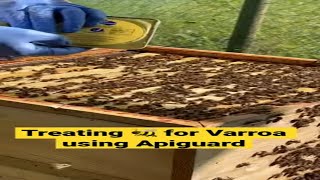 Treating honey bees for Varroa using Apigaurd [upl. by Aznaed]