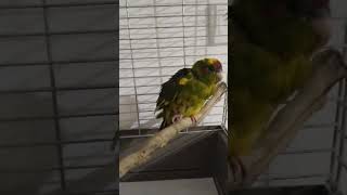 My new baby kakariki 🥹🦜 love birds kakariki cute [upl. by Dave537]