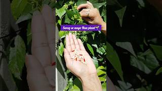 Flowering tips of harshringaarHarshingaargardening plants youtubeshorts shorts [upl. by Eberhard703]