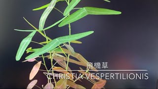 飛機草  罕見植物  Christia Vespertilionis 心靈治癒植物介紹 如何種植 Rare Plants Introduction How to Plant 蝙蝠草 蝴蝶草 [upl. by Rehsu528]