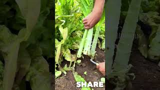 harvesting king vegetable tintuc shots [upl. by Tymes]